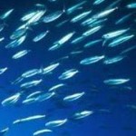 sardines_180 fish in sea