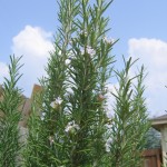trees