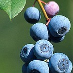 blueberries100929 blueberries