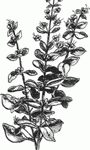 oregano_1 oregano