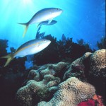 sanc0201_650 fish in ocean