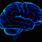 brain_l brain scan