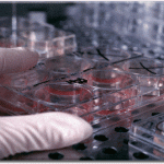 stemcell test tubes