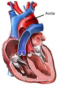 Free Radicals - Heart Health