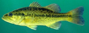 Freshwater fish toxins