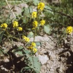 mustard-plant.ashx mustard plant