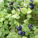 bilberry Glaucoma