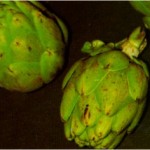 artichoke artichoke