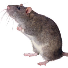 blind mice had their vision restorated with new technology