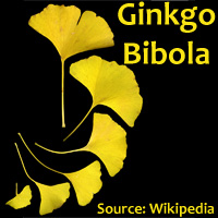 ginkgo biloba leaves in fall