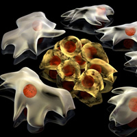 cancer cells