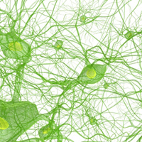 nerve cells