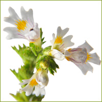 eyebright