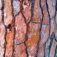 pine bark