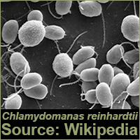 Chlamydomonas