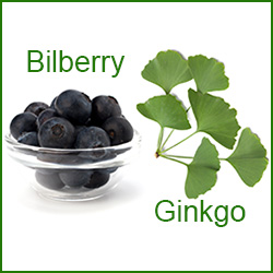 bilberry and gingko