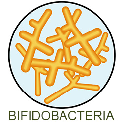 bifidobacteria