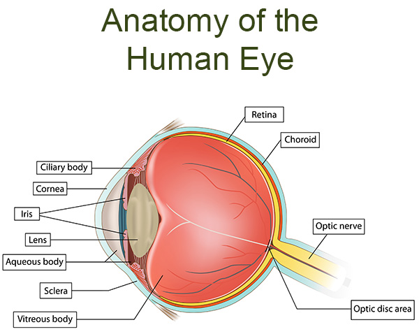 eye parts