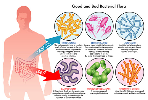 intestinal bacterial flora