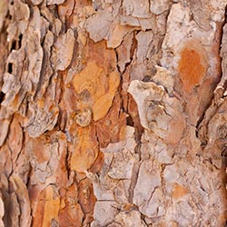 maritime pine bark