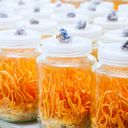 cordyceps militaris