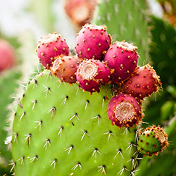 prickly pear