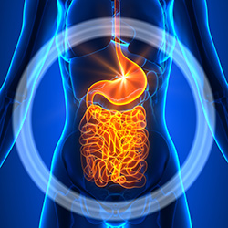 gut health enzymes