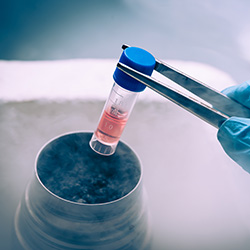 stem cells