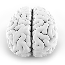 blood brain barrier