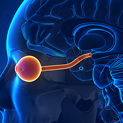 optic nerve