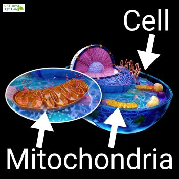 mitochondria