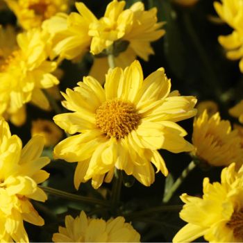 Chrysanthemum morifolium flowers - yellow Chrysanthemums