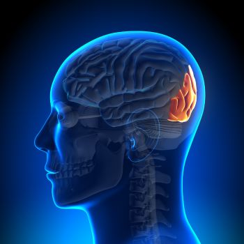 occipital lobe is the part of the brain that interprets signals from the eyes