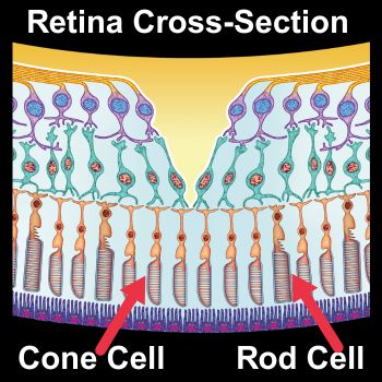 Retina cross-section diagram showing retinal cells - rods and cones - that have been found to rewire themselves.